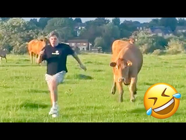 Best Funny Videos Compilation